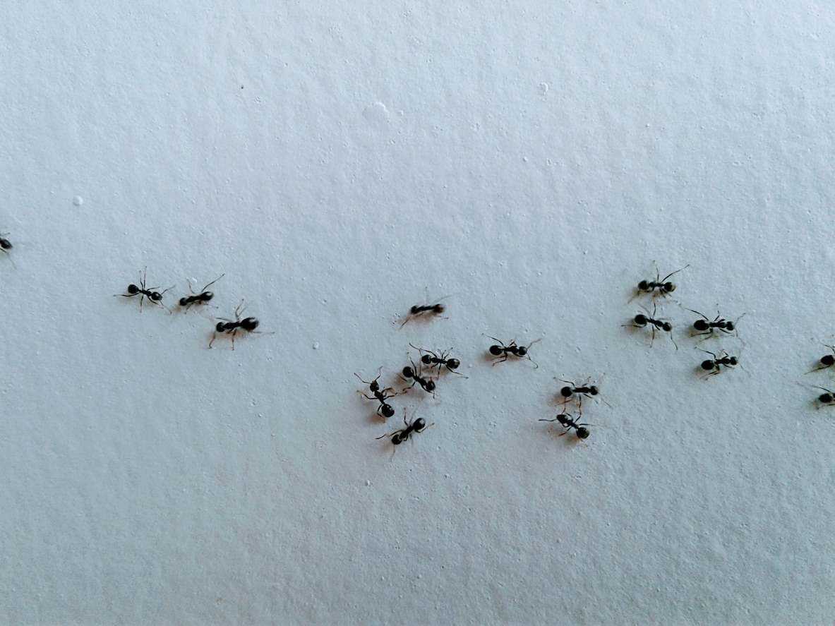 Ants walking on walls inside of home