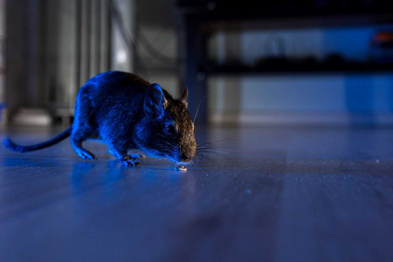 A large black rat hides under couch, sniffing crumb