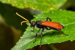 The Tarantula Hawk : Natures Most Painful Wasp Sting Explained