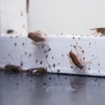 Several cockroaches and droppings are visible on a dark floor near a white wall, indicating an infestation that urgently requires cockroach treatment. The close-up photo shows insects crawling and clustering around the base of the wall.