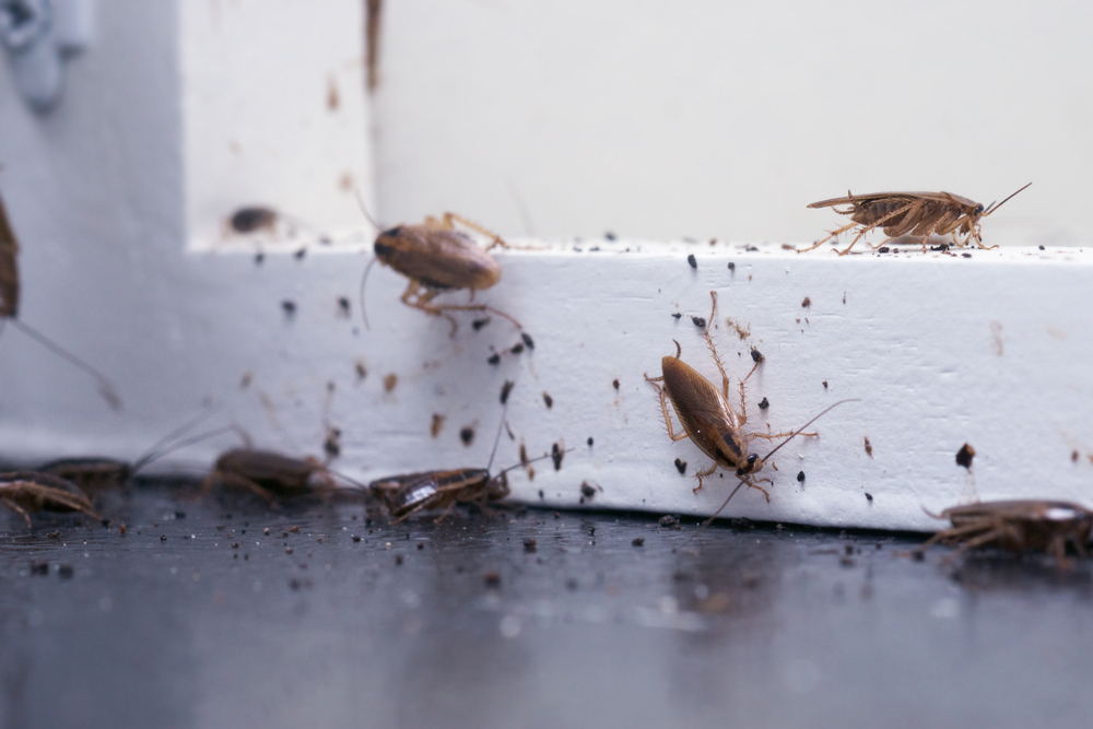 Several cockroaches and droppings are visible on a dark floor near a white wall, indicating an infestation that urgently requires cockroach treatment. The close-up photo shows insects crawling and clustering around the base of the wall.