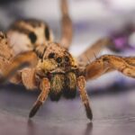 Close-up photo of a spider with prominent eyes and hairy legs, showing its detailed facial features and body texture, with a blurred background.