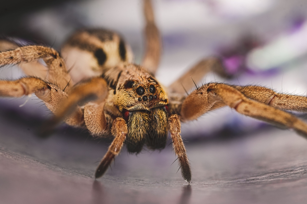 Close-up photo of a spider with prominent eyes and hairy legs, showing its detailed facial features and body texture, with a blurred background.