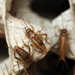 Several brown crickets are perched on a piece of egg carton material, showing their segmented bodies, long antennae, and spiny legs in close-up detail—highlighting their important role in ecosystems.