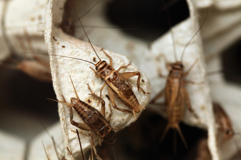 Featured image for Crickets: Fascinating Facts and Their Role in Ecosystems