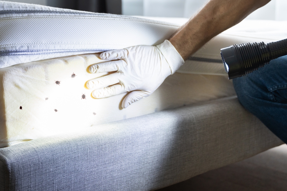 Featured image for Bed Bugs Treatment: Your Comprehensive Guide to Elimination