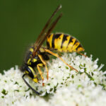 A close-up image of a yellow and black wasp, often mistaken for yellow jackets by homeowners, perched on small white flowers with a blurred green background.