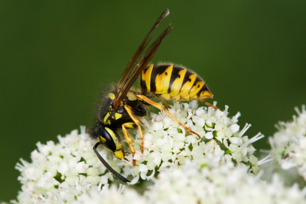 A close-up image of a yellow and black wasp, often mistaken for yellow jackets by homeowners, perched on small white flowers with a blurred green background.