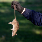 A person wearing a dark glove and sleeve is holding a dead rat by its tail, emphasizing effective rodent control. The background is grassy and out of focus.