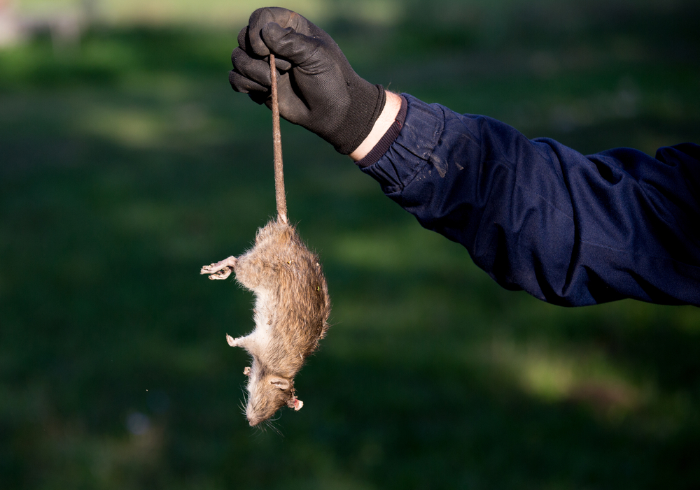 A person wearing a dark glove and sleeve is holding a dead rat by its tail, emphasizing effective rodent control. The background is grassy and out of focus.