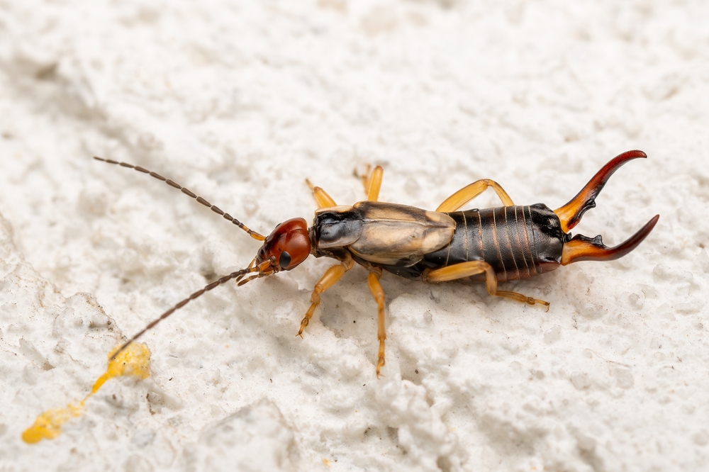 A close-up image of an earwig insect on a textured white surface, highlighting its segmented body, yellow legs, and large pincers—common features of earwigs often found in the house and considered targets for pest control.