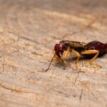 Close-up of an earwig insect on a light brown wooden surface, showing its segmented body, pincers at the rear, and six legs. Perfect for illustrating Earwig Control or Bug Solutions with its reddish head and visible antennae.