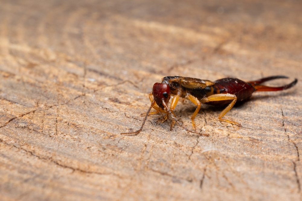 Close-up of an earwig insect on a light brown wooden surface, showing its segmented body, pincers at the rear, and six legs. Perfect for illustrating Earwig Control or Bug Solutions with its reddish head and visible antennae.