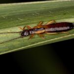 A close-up of a pincher bug with long antennae and noticeable pincers at the end of its abdomen, resting on a green leaf—perfect for those interested in identifying pincher bugs in their garden.