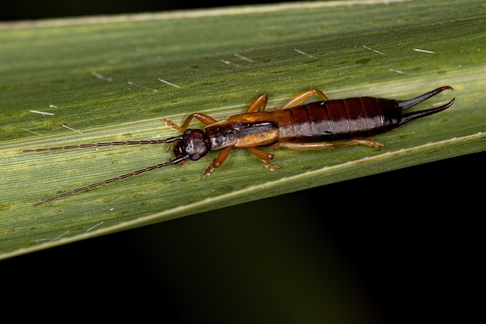 A close-up of a pincher bug with long antennae and noticeable pincers at the end of its abdomen, resting on a green leaf—perfect for those interested in identifying pincher bugs in their garden.