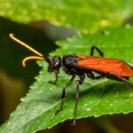 A close-up of a Tarantula Hawk with an orange antenna and orange wings standing on a green leaf. The background shows blurred green foliage. Known for its painful wasp sting, this insect stands out in the wild.