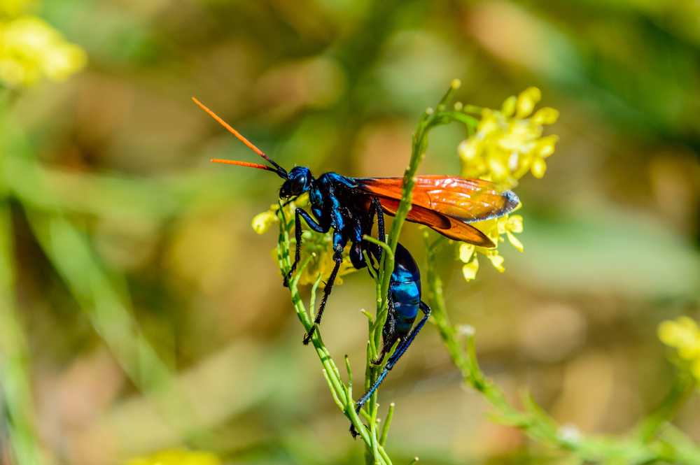 Featured image for Tarantula Hawk Wasp: Nature’s Most Painful Sting Explained