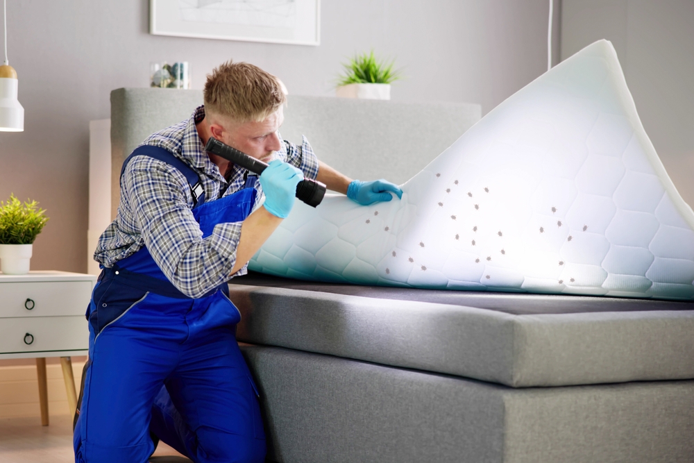 Featured image for Bed Bug Exterminator: Effective Solutions for a Pest-Free Home