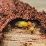 Several termites emerge from a tunnel made of soil and debris on a wooden surface, with one larger termite at the center surrounded by smaller ones—a clear sign that termite treatment is needed for effective termite elimination.
