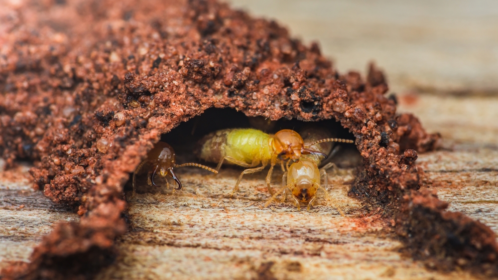 Several termites emerge from a tunnel made of soil and debris on a wooden surface, with one larger termite at the center surrounded by smaller ones—a clear sign that termite treatment is needed for effective termite elimination.