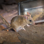 A brown Pack Rat with a white underbelly stands on a piece of bark in front of a metal food dish. The background includes wooden branches and a blurred setting, hinting at this little creature's natural skills in managing clutter.