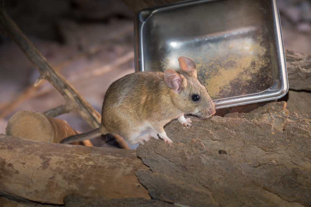 A brown Pack Rat with a white underbelly stands on a piece of bark in front of a metal food dish. The background includes wooden branches and a blurred setting, hinting at this little creature's natural skills in managing clutter.