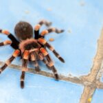 A tarantula with black and orange legs and a hairy body is walking on a blue tiled floor near a grout line, sparking curiosity about whether tarantulas are poisonous.