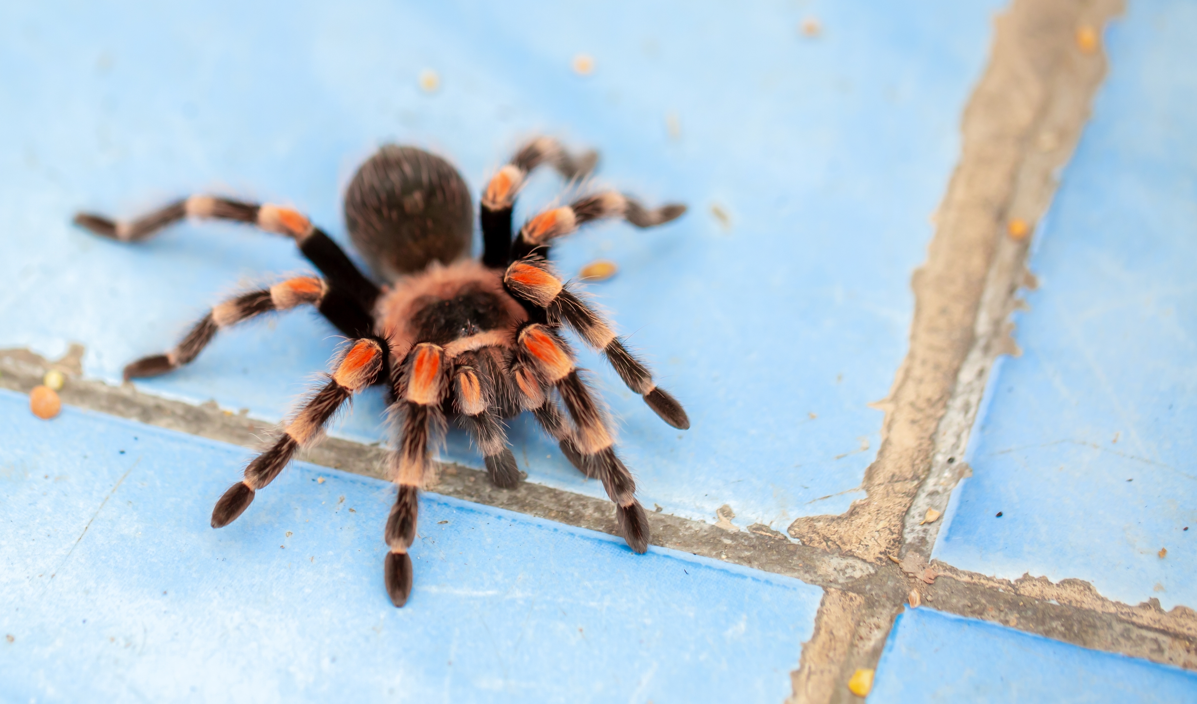 A tarantula with black and orange legs and a hairy body is walking on a blue tiled floor near a grout line, sparking curiosity about whether tarantulas are poisonous.