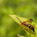 A close-up of a dangerous wasp perched on the edge of a green leaf, with a blurred green background. The wasp's wings, legs, and striped body are clearly visible—what you need to know if Cicadas are nearby.