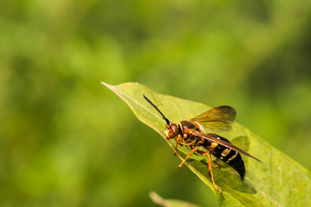 Featured image for Are Cicadas Dangerous? What You Need to Know