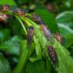 A group of cicadas with black bodies and red eyes sit on green leaves and stems in a leafy outdoor setting.