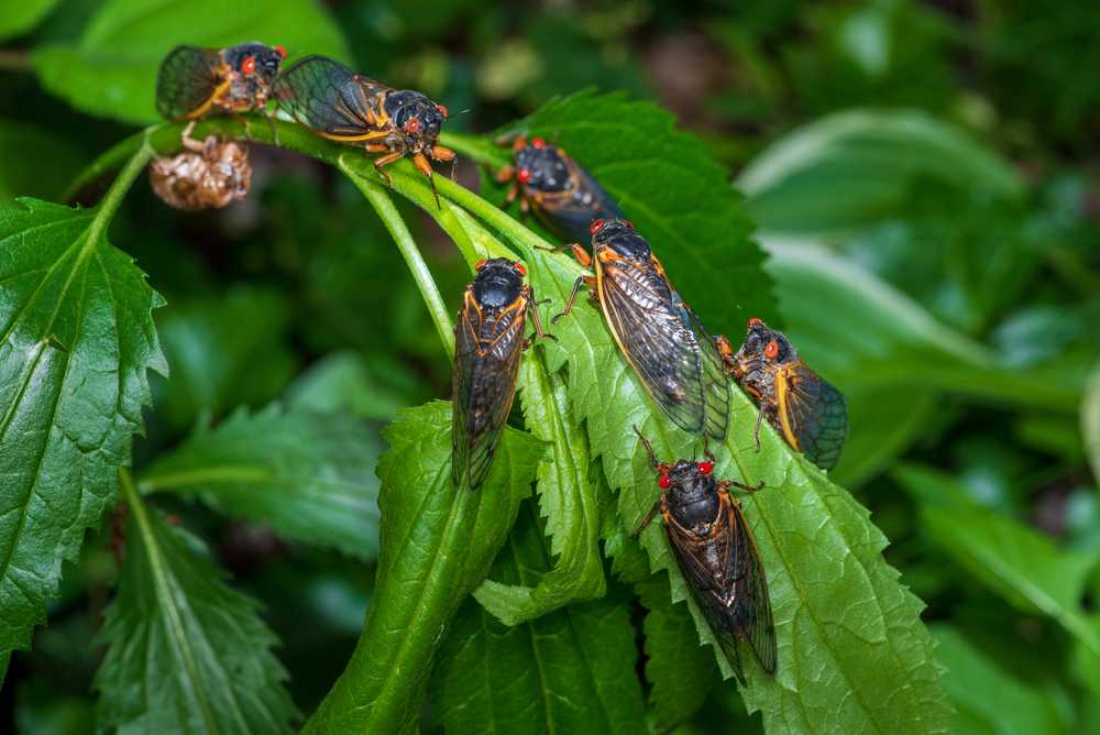 Featured image for Are Cicadas Harmful? Facts You Should Know