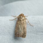 A brown moth with mottled wings rests on a light blue, textured fabric surface. The moth's wings are closed and its legs are visible against the fabric—a quiet moment to observe interesting moth facts up close.