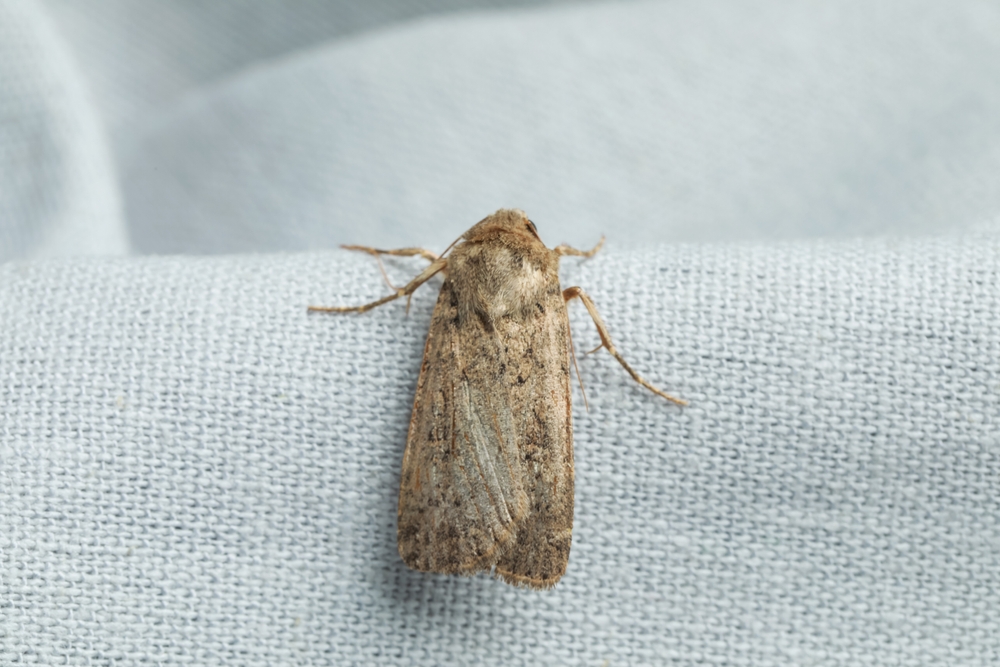 A brown moth with mottled wings rests on a light blue, textured fabric surface. The moth's wings are closed and its legs are visible against the fabric—a quiet moment to observe interesting moth facts up close.