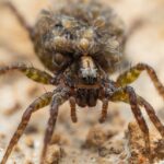 A close-up of a wolf spider on sandy ground, with several baby spiders clustered on its back. Known for being venomous, wolf spiders have hairy legs and a textured body, with the image sharply focused on its face and offspring.