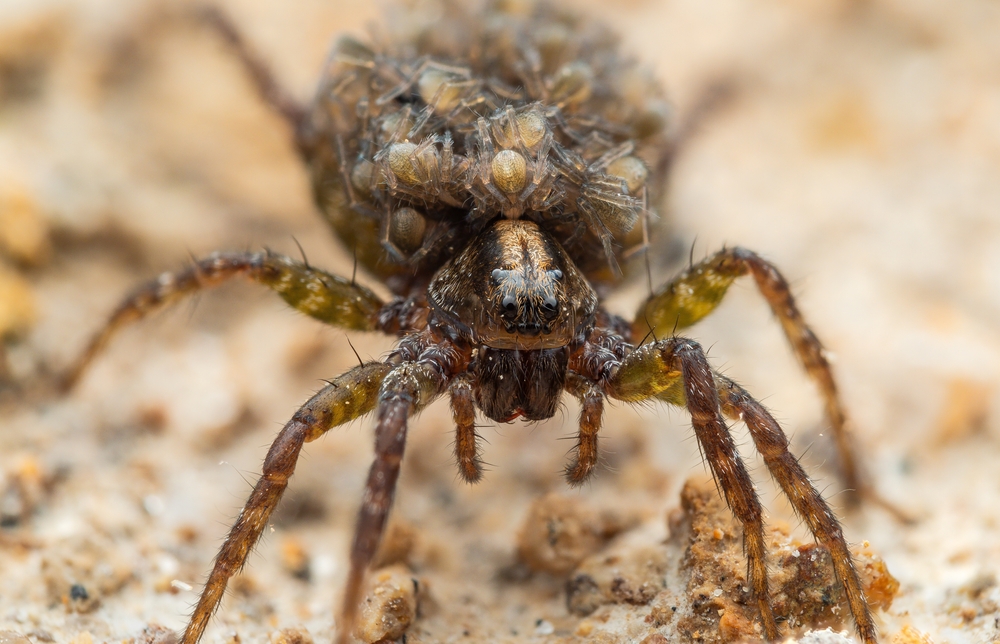 Featured image for Are Wolf Spiders Venomous? Facts You Should Know