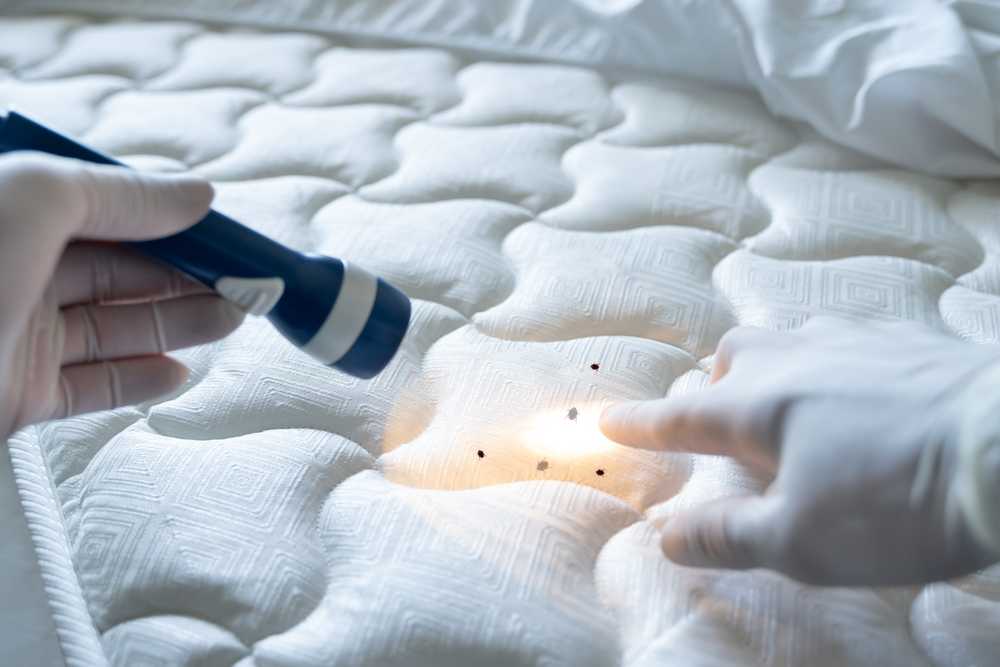 A gloved hand points to small dark spots on a white mattress while another gloved hand shines a flashlight on the area, demonstrating Safe Bed Bug Solutions during a thorough pest inspection.