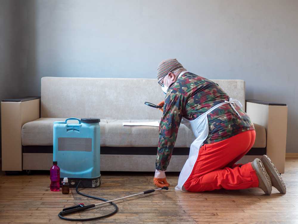 A person in protective clothing and a face mask kneels on a wooden floor in front of a beige sofa, inspecting the surface with a flashlight—demonstrating safe bed bug removal. Cleaning equipment and disinfectant bottles are placed nearby.