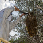 A person in a white protective beekeeping suit uses a tool to tend to a large beehive attached to the branches of a tree. The hive is covered with bees and surrounded by green leaves.