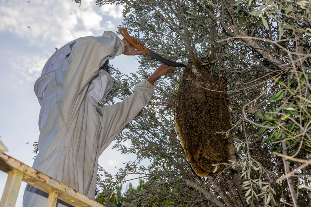 A person in a white protective beekeeping suit uses a tool to tend to a large beehive attached to the branches of a tree. The hive is covered with bees and surrounded by green leaves.