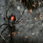 A unique black spider with a red marking rests on a dense Black Widow Web, surrounded by several small orange spiders against a dark background.