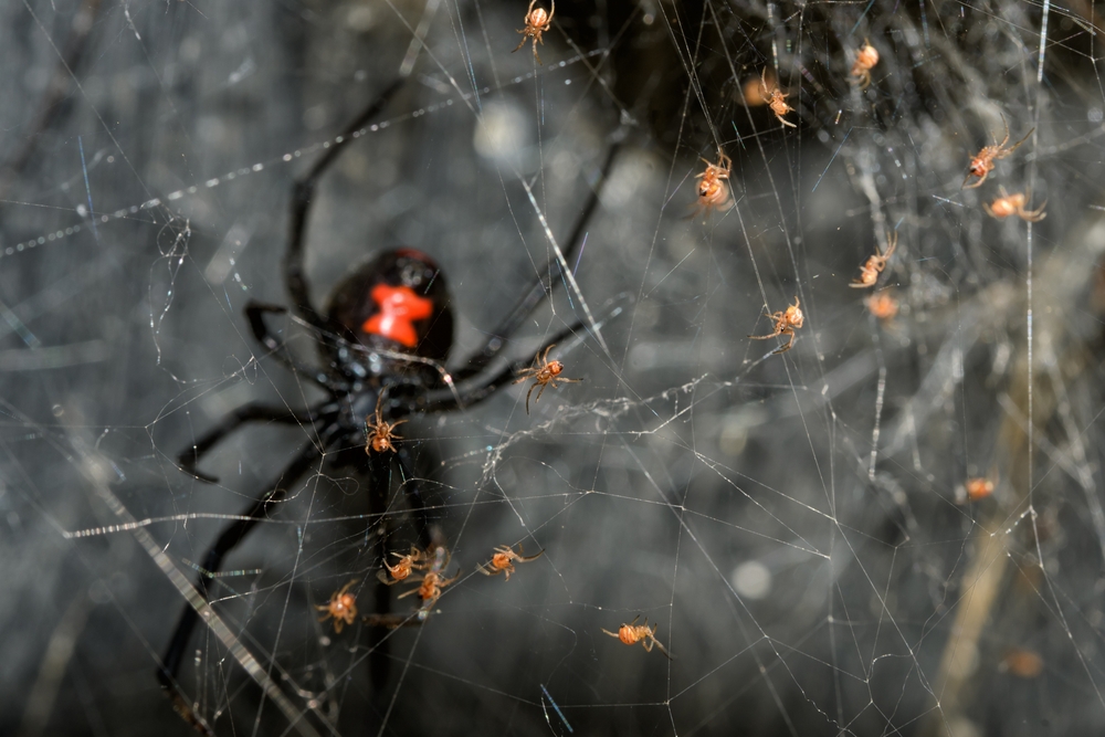 A unique black spider with a red marking rests on a dense Black Widow Web, surrounded by several small orange spiders against a dark background.