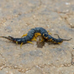 A dark-colored Scolopendra polymorpha, also known as the desert centipede, with yellow legs and antennae crawls on a rough, cracked ground surface.
