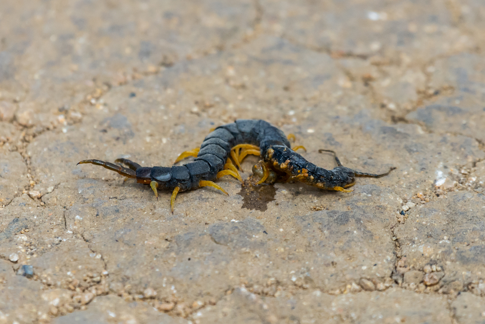 Featured image for Desert Centipede Facts: Scolopendra Polymorpha Guide