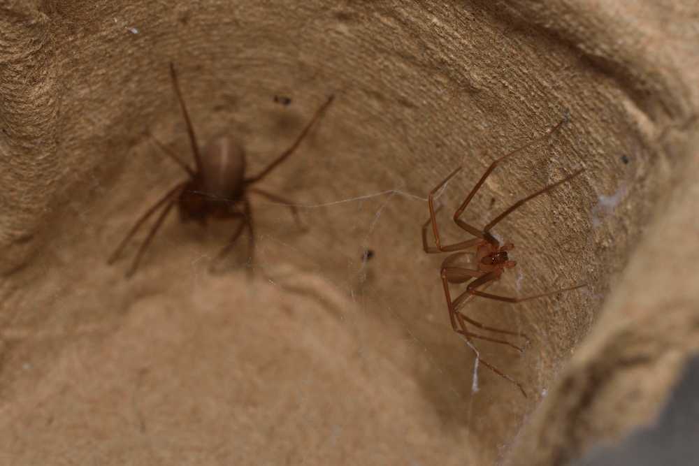 Featured image for Desert Recluse: Identification, Risks & Safety Tips