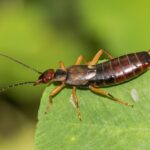 A close-up of an earwig insect is shown for easy identification—its dark, segmented body and pincers visible as it stands on a green leaf with a blurred green background.