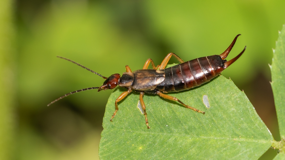 Featured image for Earwig Bugs: Identification & Easy Control Tips