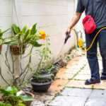 A person in a gray shirt, jeans, and sandals uses a metal pressure sprayer to apply ant control solutions to potted plants along a walkway. A red bag hangs across their shoulder, while more plants are mounted on the wall.