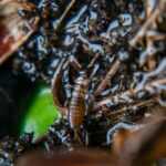 Close-up image of a small insect, possibly an earwig nymph, on wet soil mixed with plant debris and organic matter—ideal conditions for earwig infestation and a reminder of the importance of effective home pest management.