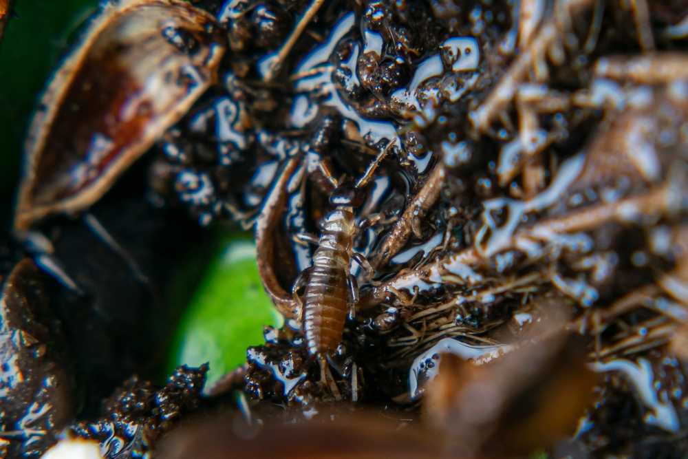 Close-up image of a small insect, possibly an earwig nymph, on wet soil mixed with plant debris and organic matter—ideal conditions for earwig infestation and a reminder of the importance of effective home pest management.